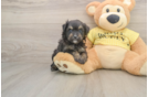 Best Mini Aussiedoodle Baby