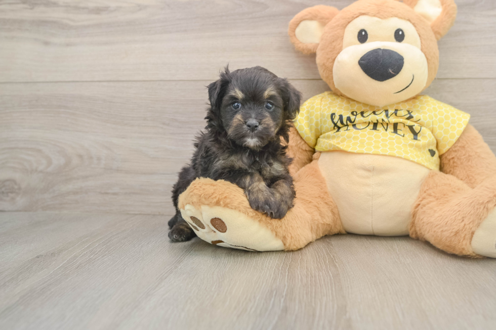 Best Mini Aussiedoodle Baby