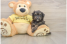 Mini Aussiedoodle Puppy for Adoption