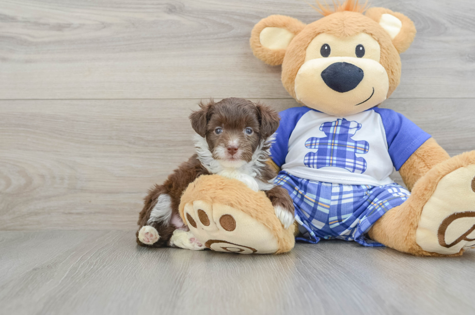 6 week old Mini Aussiedoodle Puppy For Sale - Premier Pups