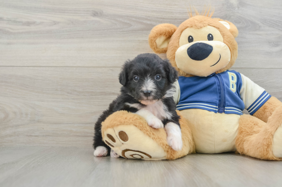 6 week old Mini Aussiedoodle Puppy For Sale - Premier Pups