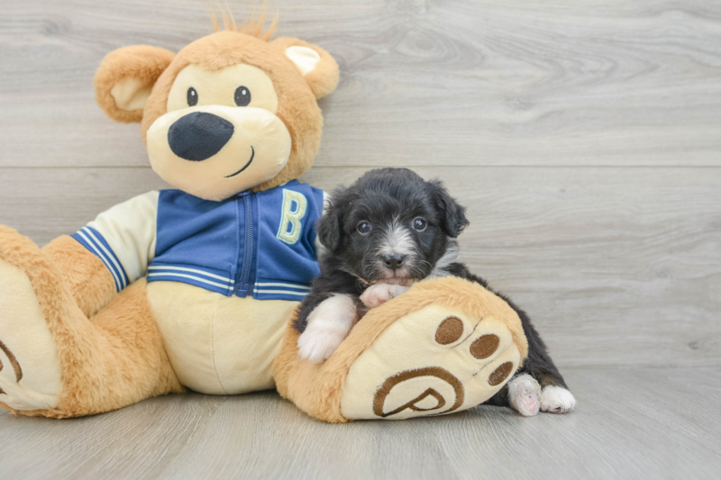 Meet Lilypad - our Mini Aussiedoodle Puppy Photo 3/3 - Premier Pups