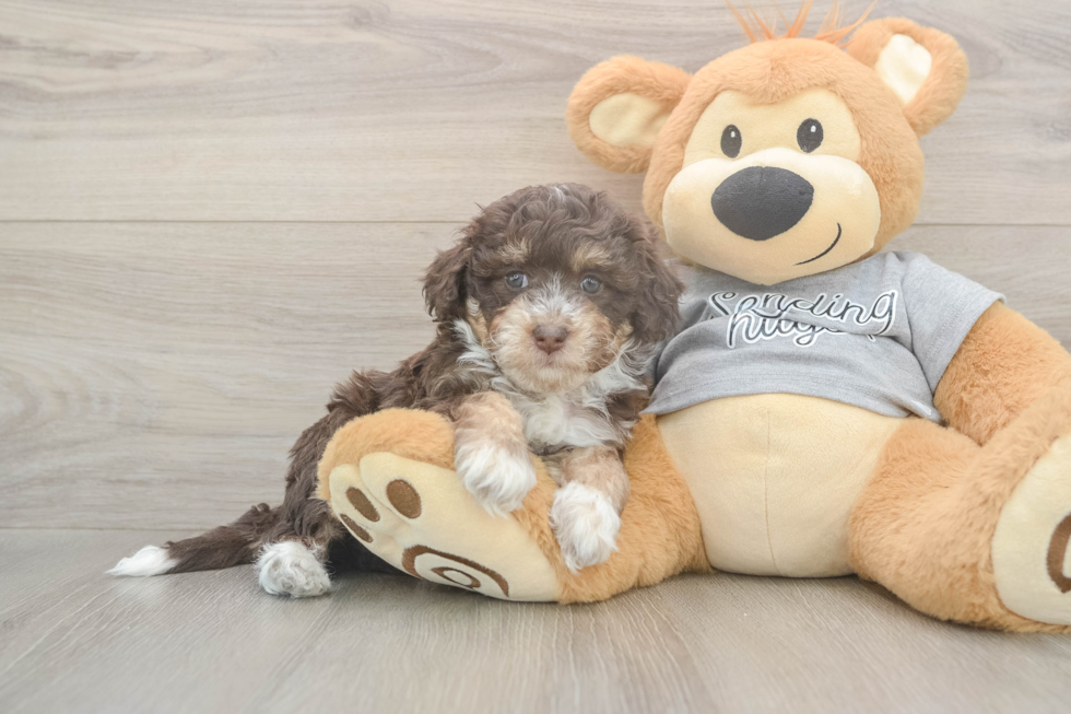 Energetic Aussie Poo Poodle Mix Puppy