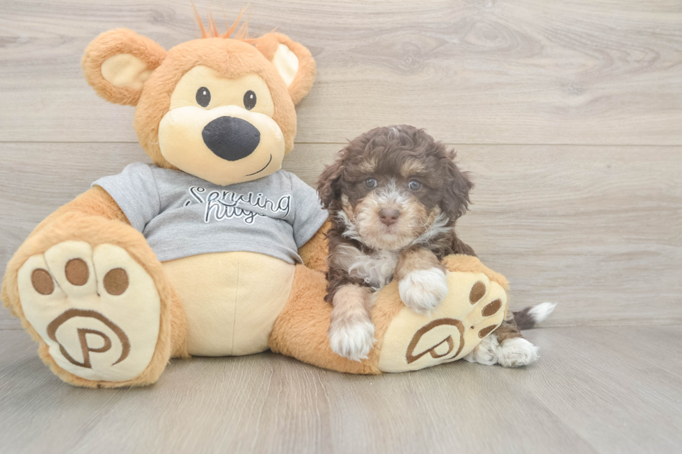 Mini Aussiedoodle Pup Being Cute
