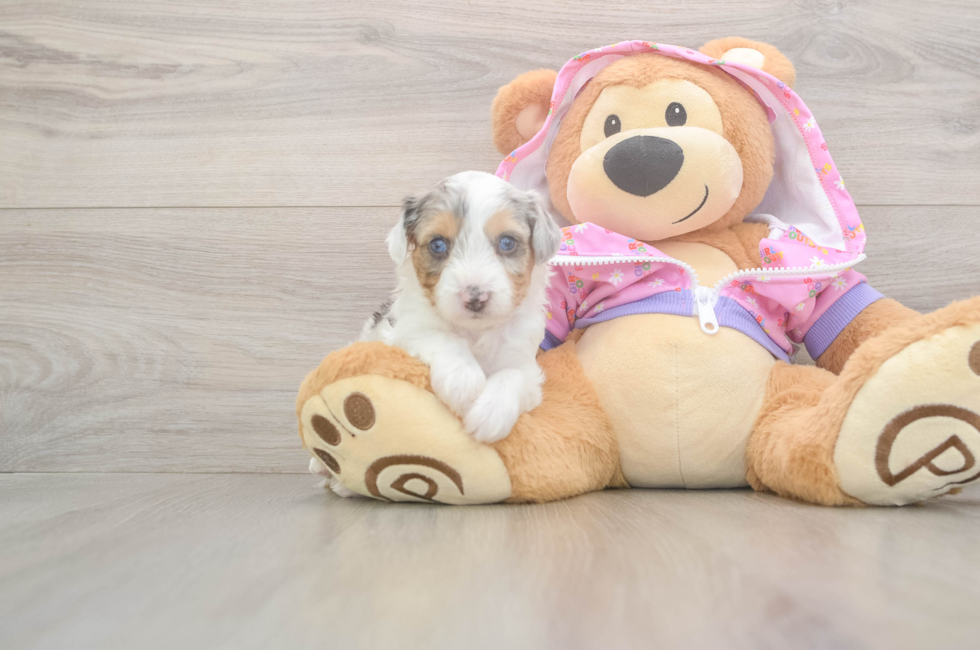 8 week old Mini Aussiedoodle Puppy For Sale - Premier Pups