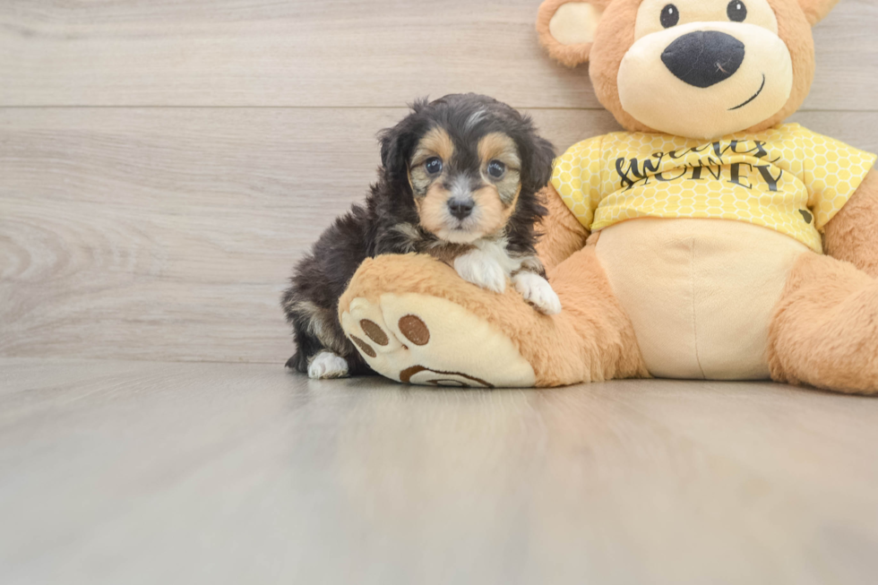 Best Mini Aussiedoodle Baby