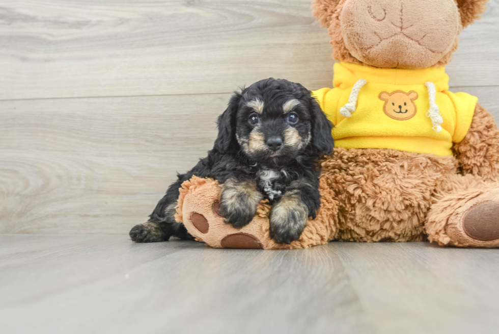 Best Mini Aussiedoodle Baby