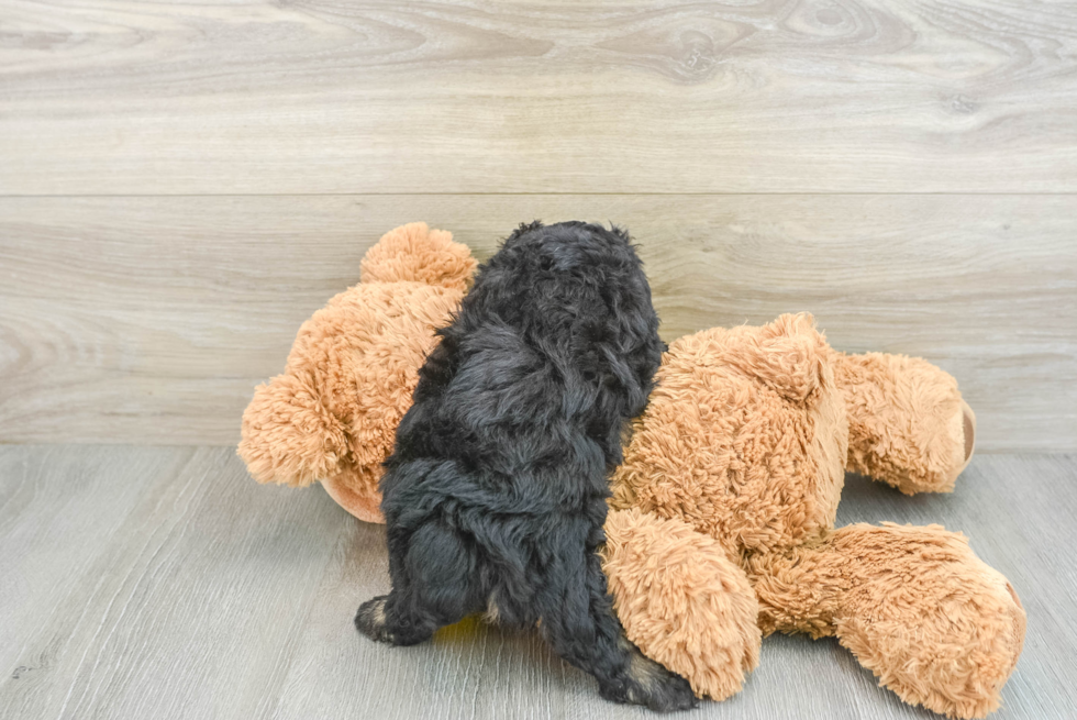 Mini Aussiedoodle Pup Being Cute