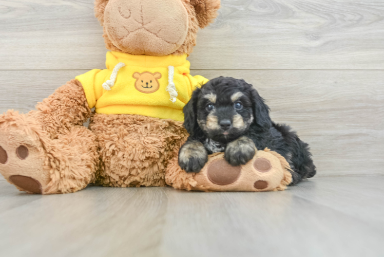 Mini Aussiedoodle Pup Being Cute