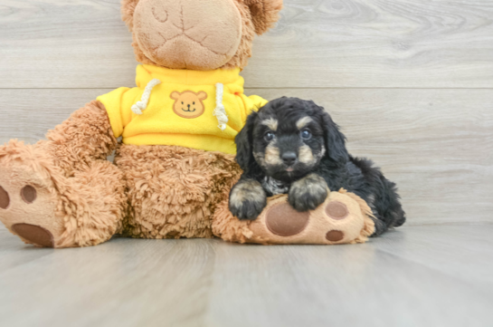 Mini Aussiedoodle Pup Being Cute