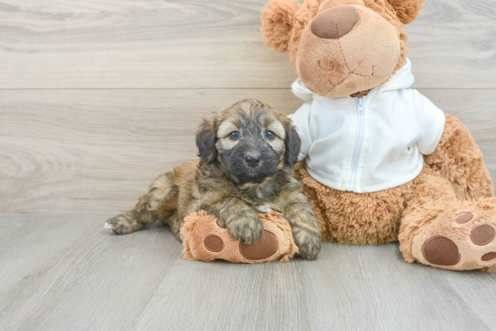 Best Mini Aussiedoodle Baby