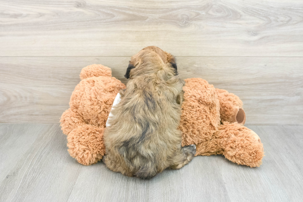 Funny Mini Aussiedoodle Poodle Mix Pup