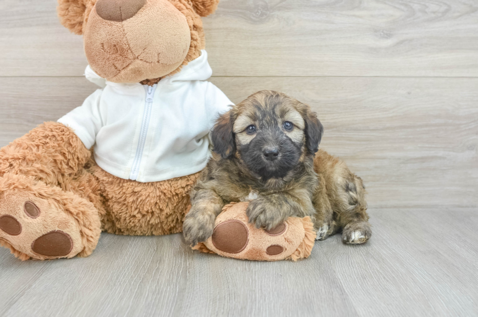 5 week old Mini Aussiedoodle Puppy For Sale - Premier Pups