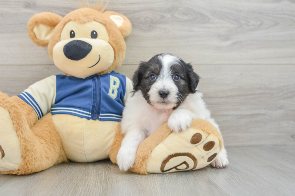 6 week old Mini Aussiedoodle Puppy For Sale - Premier Pups