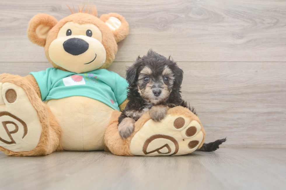 5 week old Mini Aussiedoodle Puppy For Sale - Premier Pups