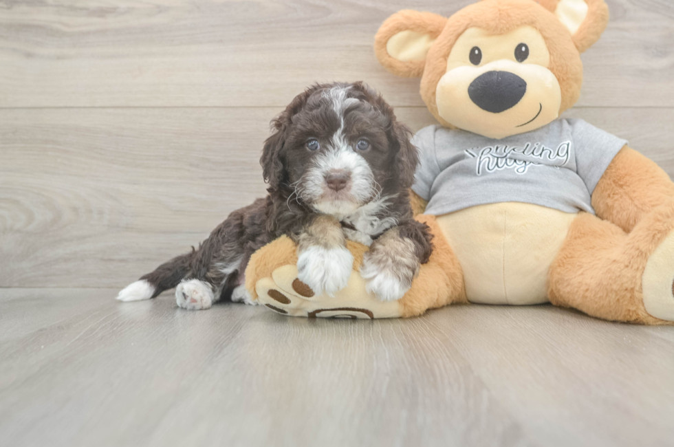 5 week old Mini Aussiedoodle Puppy For Sale - Premier Pups