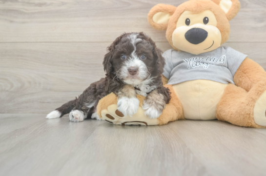 5 week old Mini Aussiedoodle Puppy For Sale - Premier Pups Funny Mini Aussiedoodle Poodle Mix Pup