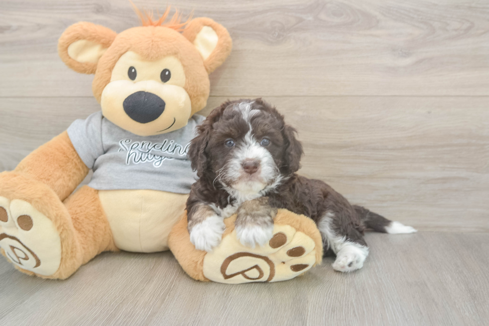 Sweet Mini Aussiedoodle Baby