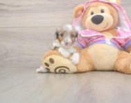 8 week old Mini Aussiedoodle Puppy For Sale - Premier Pups