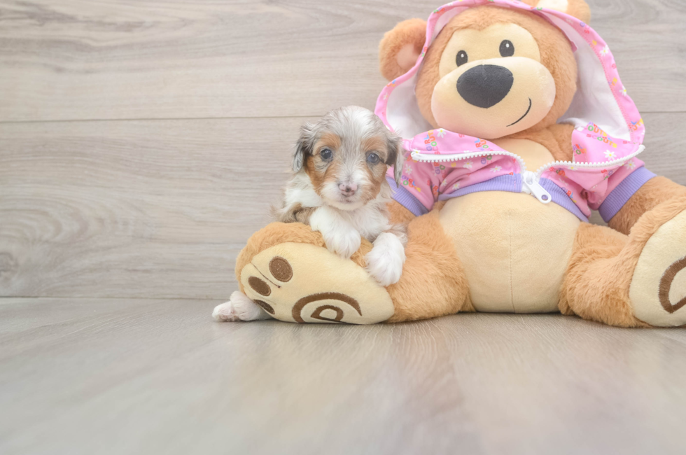 8 week old Mini Aussiedoodle Puppy For Sale - Premier Pups