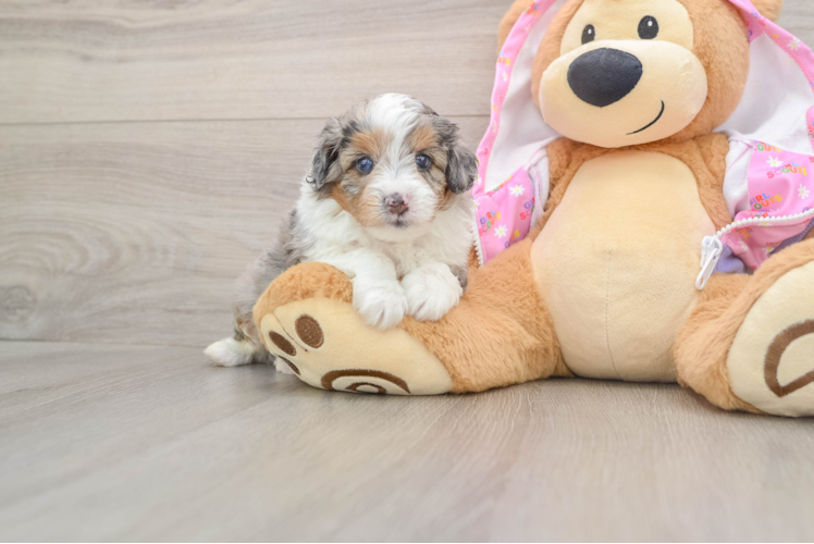 Mini Aussiedoodle Pup Being Cute