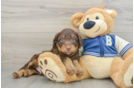 Mini Aussiedoodle Pup Being Cute