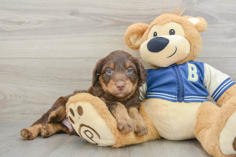 Mini Aussiedoodle Pup Being Cute