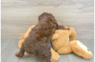 Mini Aussiedoodle Pup Being Cute