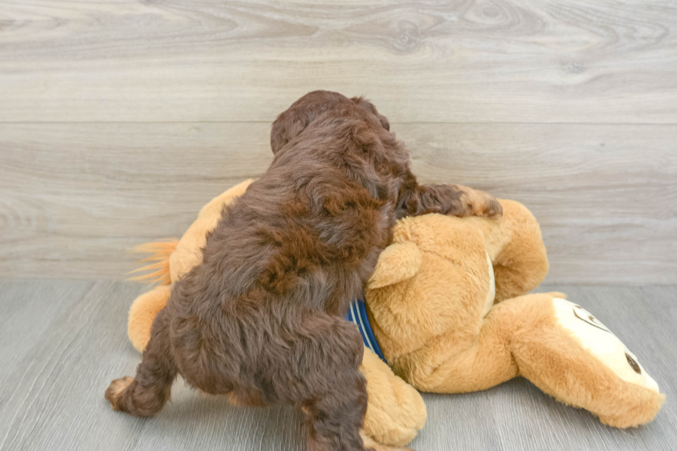 Mini Aussiedoodle Pup Being Cute