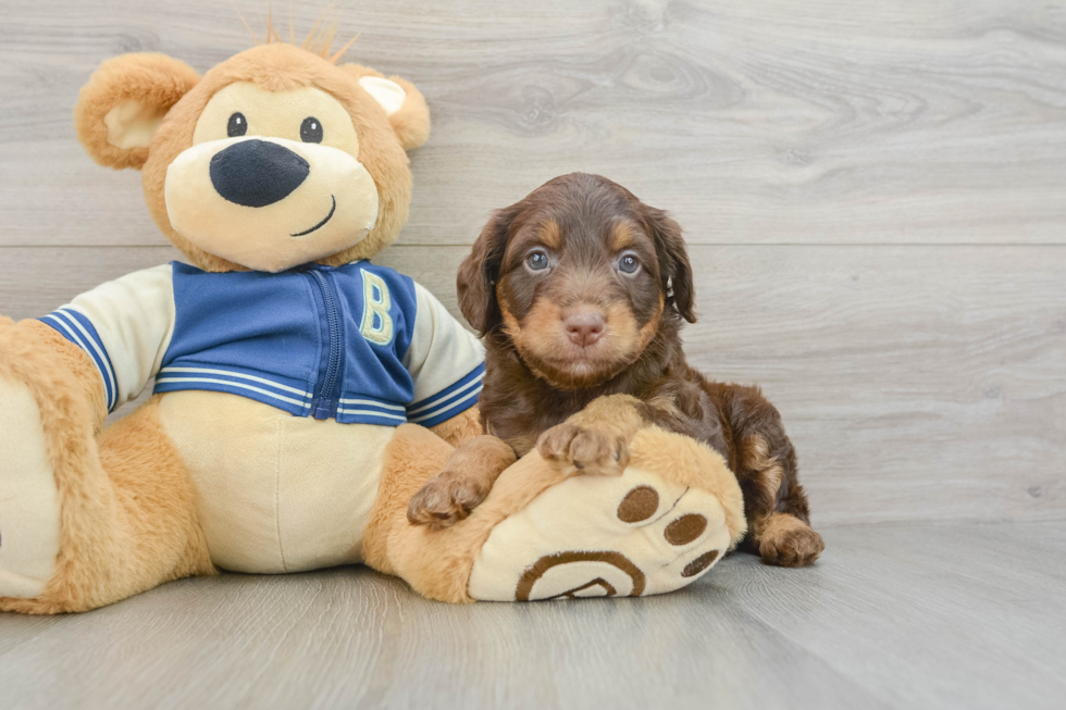 Best Mini Aussiedoodle Baby