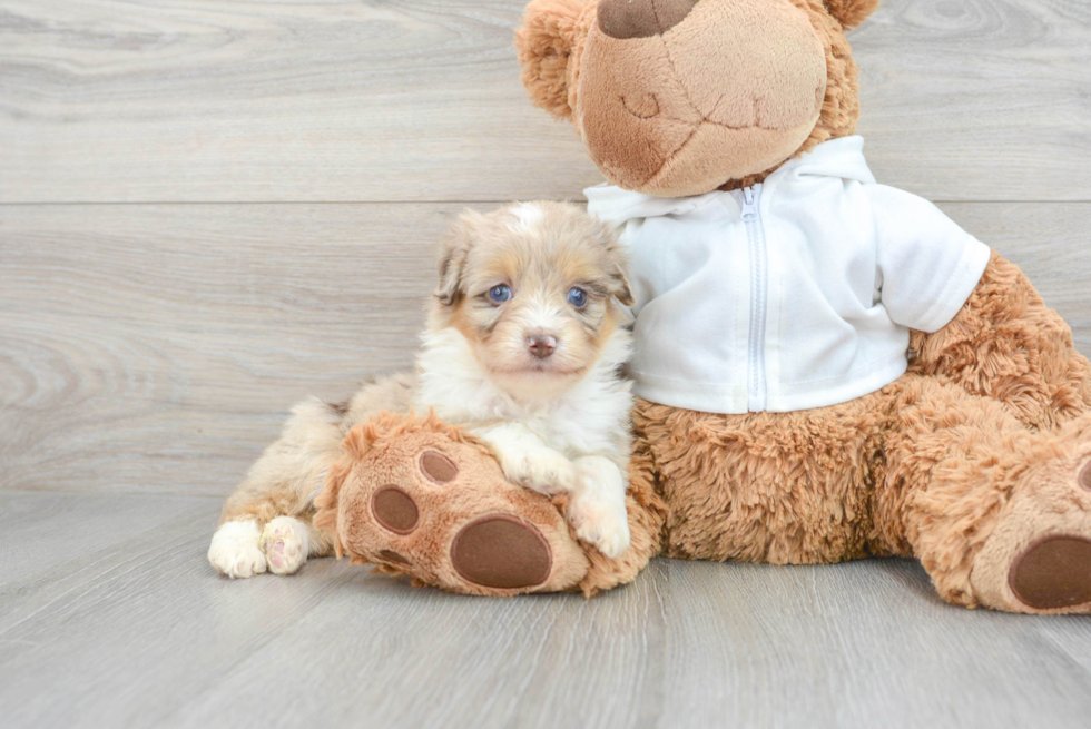 Mini Aussiedoodle Puppy for Adoption