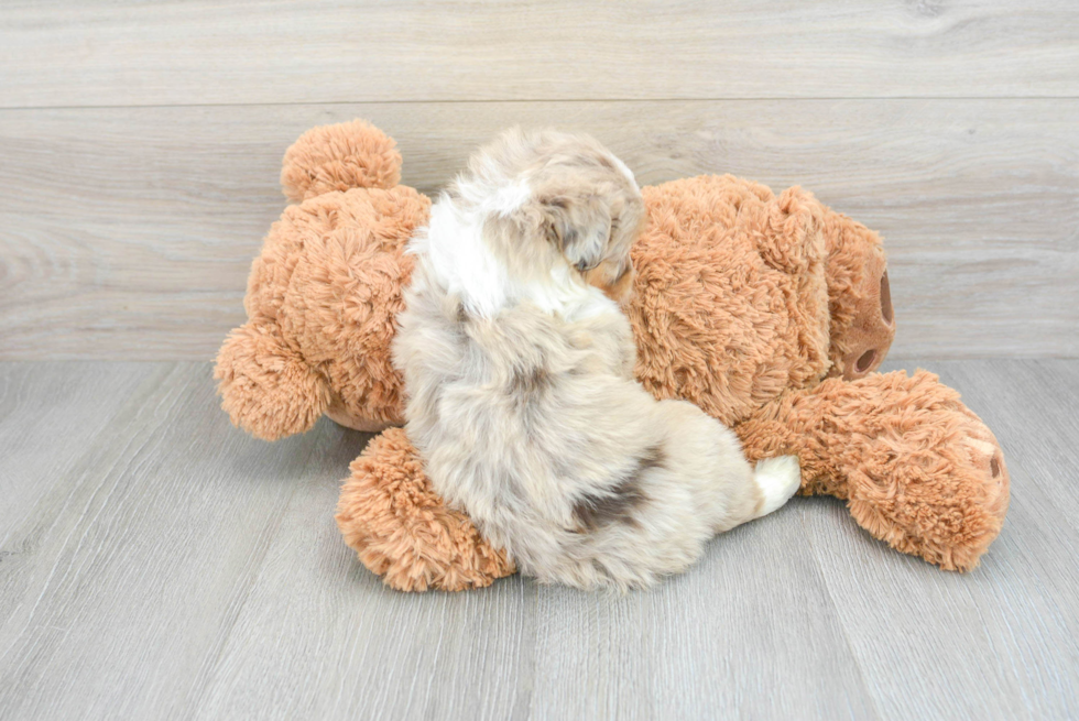 Friendly Mini Aussiedoodle Baby