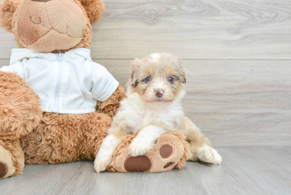 Mini Aussiedoodle Puppy for Adoption