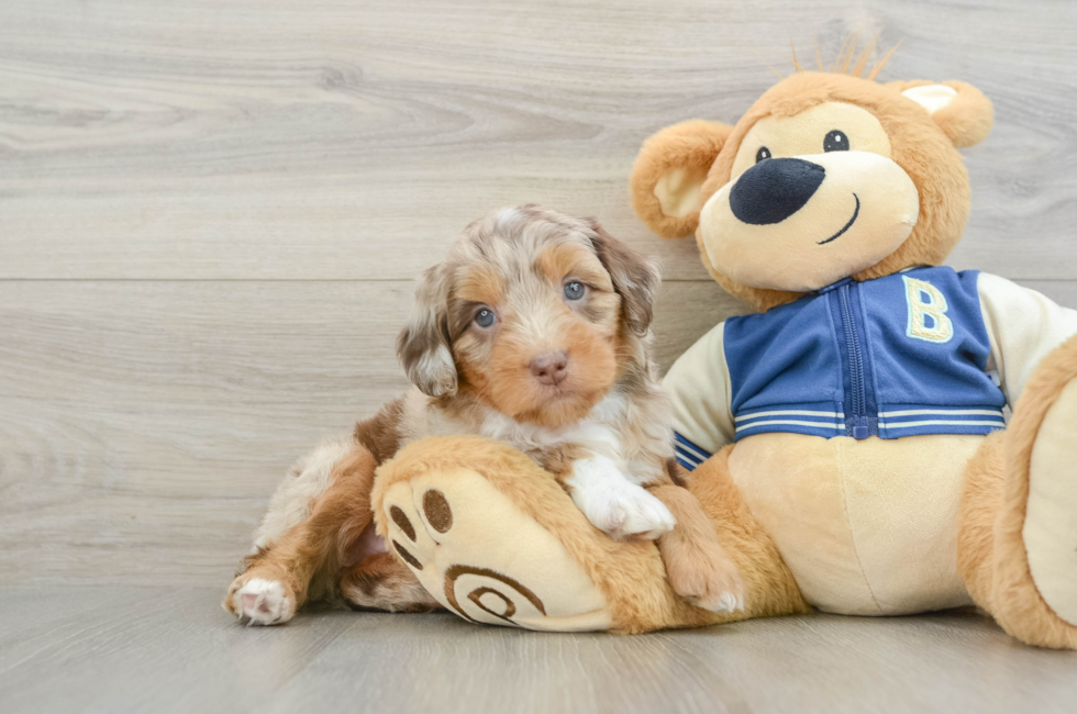 6 week old Mini Aussiedoodle Puppy For Sale - Premier Pups