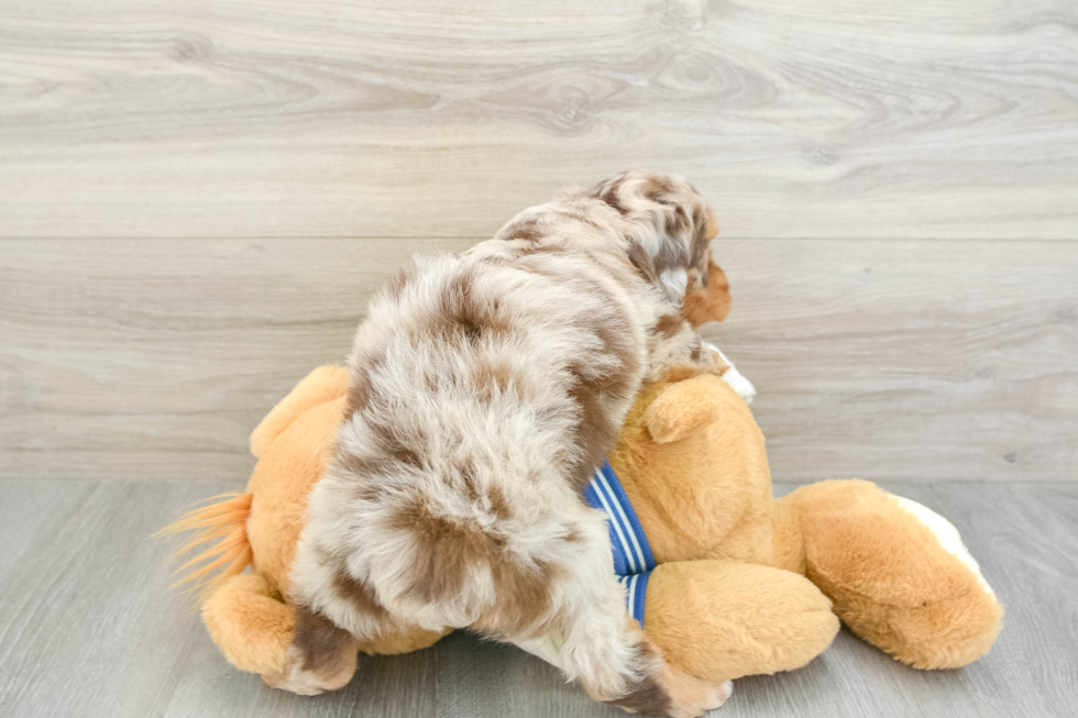 Mini Aussiedoodle Puppy for Adoption