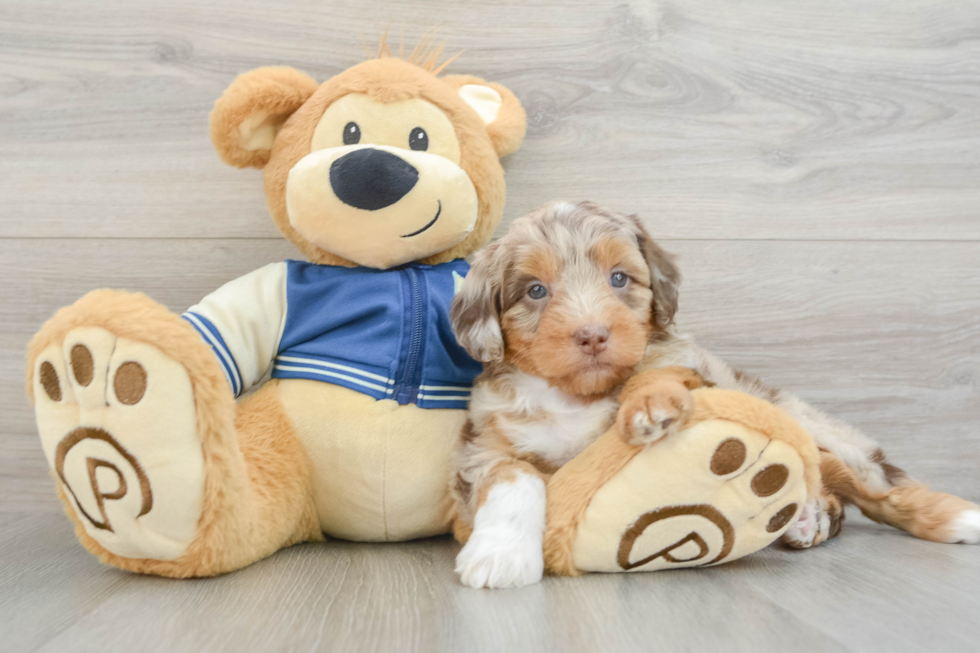 Popular Mini Aussiedoodle Poodle Mix Pup