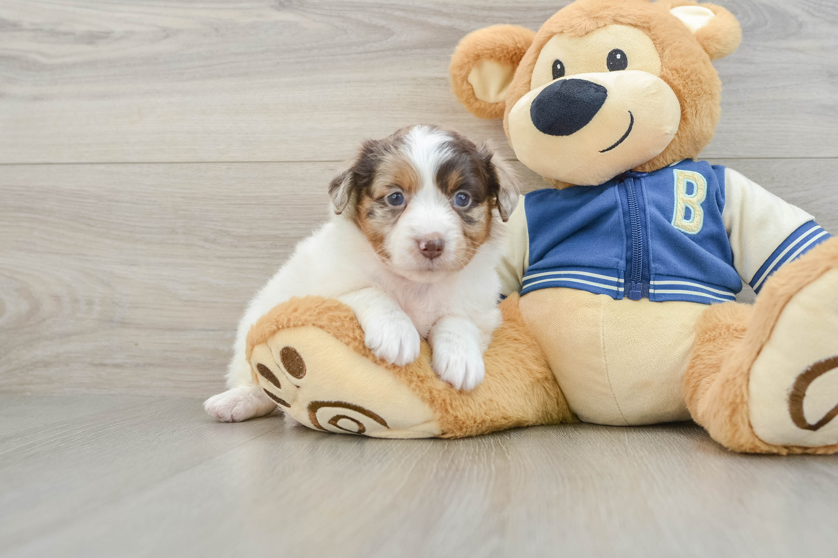Mini Aussiedoodle Pup Being Cute