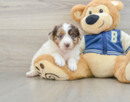 8 week old Mini Aussiedoodle Puppy For Sale - Premier Pups