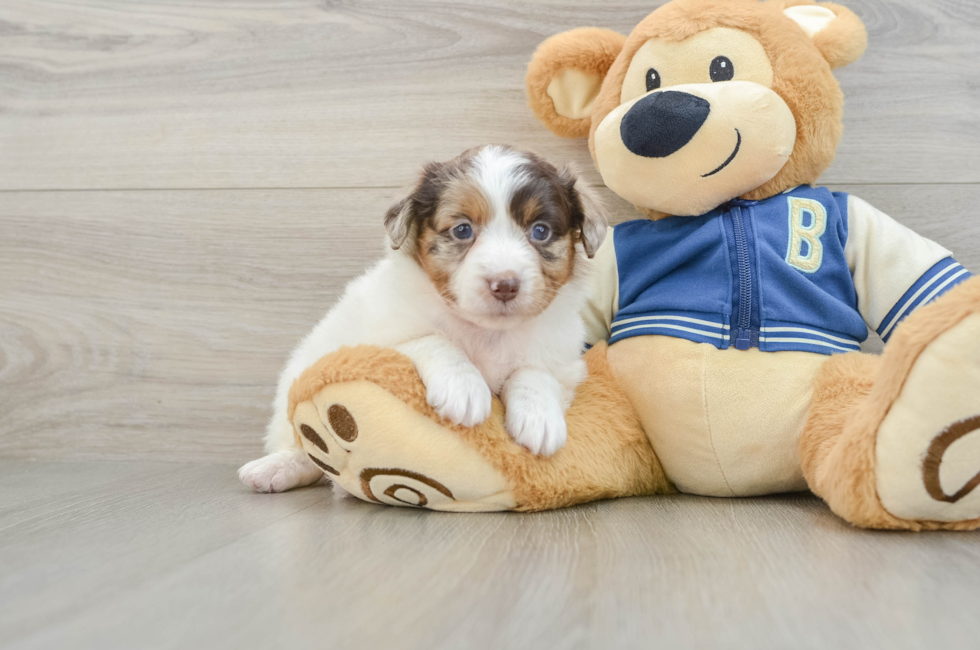 6 week old Mini Aussiedoodle Puppy For Sale - Premier Pups
