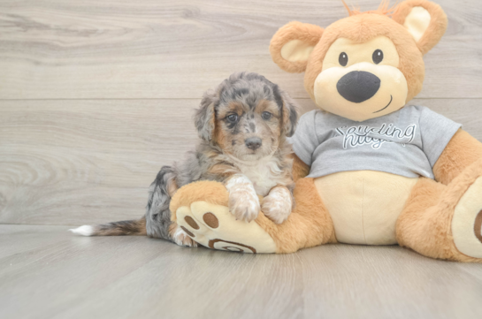 5 week old Mini Aussiedoodle Puppy For Sale - Premier Pups Mini Aussiedoodle Puppy for Adoption