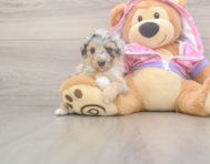 8 week old Mini Aussiedoodle Puppy For Sale - Premier Pups