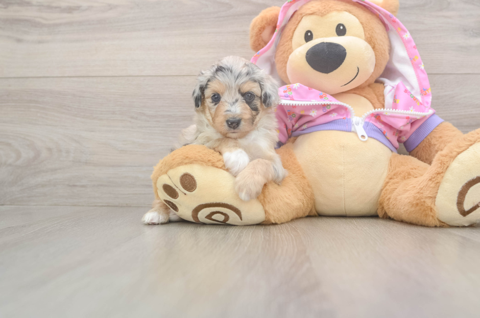 8 week old Mini Aussiedoodle Puppy For Sale - Premier Pups
