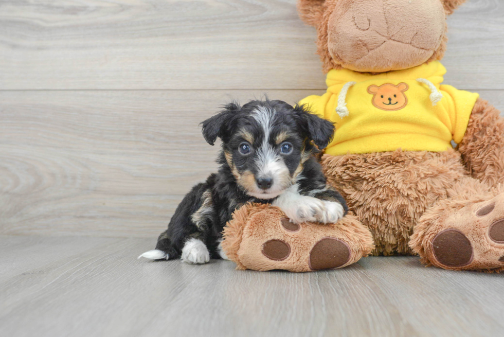 Mini Aussiedoodle Puppy for Adoption