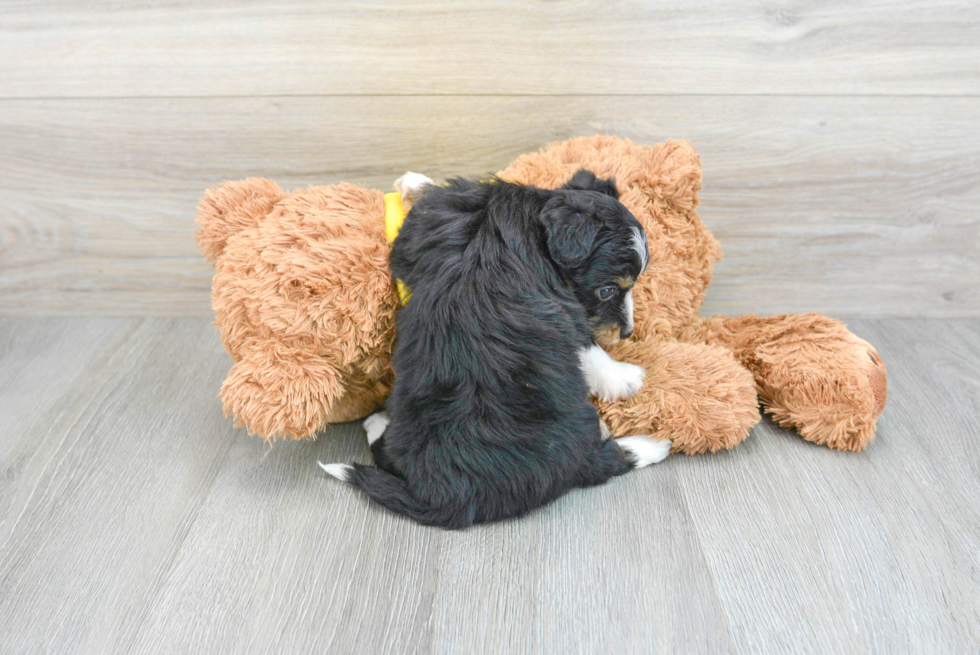 Cute Mini Aussiedoodle Baby