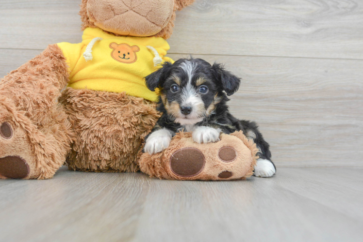 Smart Mini Aussiedoodle Poodle Mix Pup