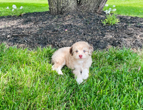 Best Mini Aussiedoodle Baby