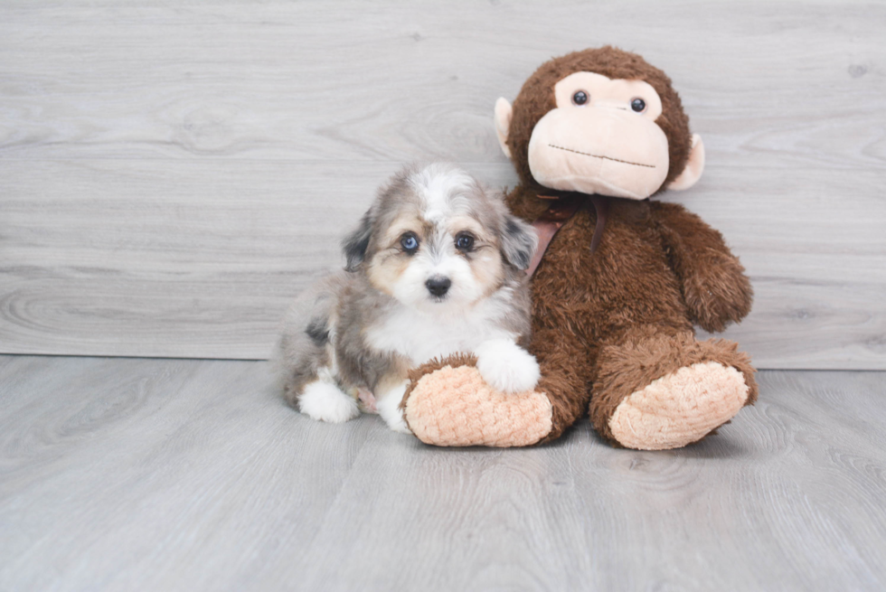 Funny Mini Aussiedoodle Poodle Mix Pup