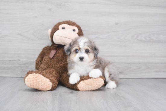 Friendly Mini Aussiedoodle Baby