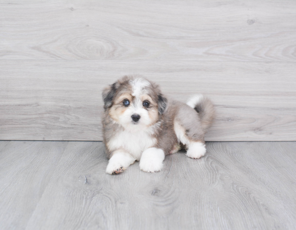 Energetic Aussiepoo Poodle Mix Puppy