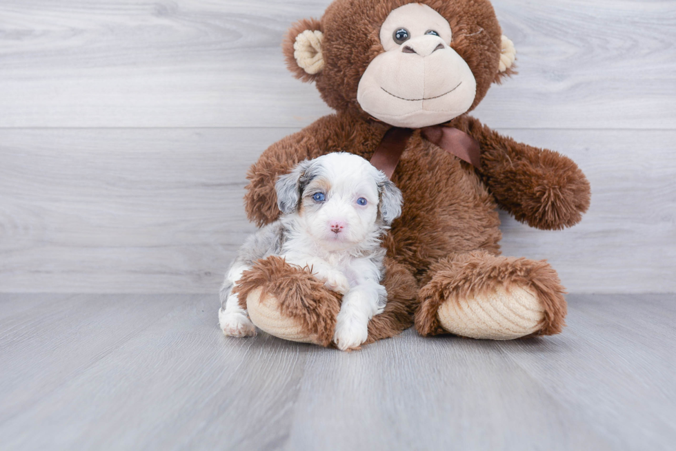 Small Mini Aussiedoodle Baby